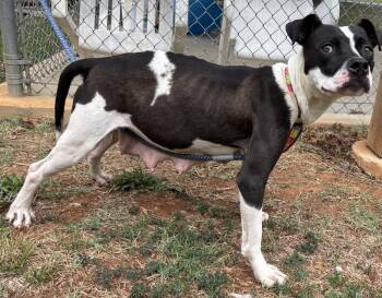 Dottie May: At shelter available 7/5 -  Pit Bull Terrier Dog for Adoption in Rustburg, Virginia - Dottie May: At Shelter Available 7/5 | PetCurious