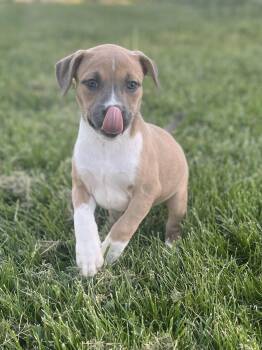 Pit Bull Terrier Dogs Available for Adoption in Salisbury, Maryland - Combo | PetCurious