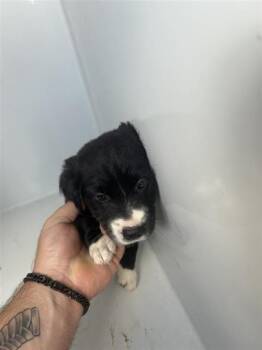 A656971 -  Labrador Retriever and Mixed Breed Dog Available for Adoption in Houston, Texas - A656971 | PetCurious