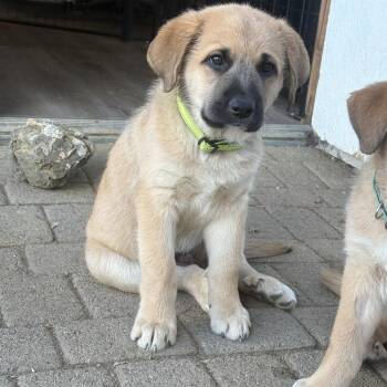 Wade -  Great Pyrenees and German Shepherd Dog Dog for Adoption in Pleasant Hill, California - Wade | PetCurious