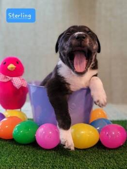 Mixed Breed Dogs Available for Adoption in Fairfax, Virginia - Sterling | PetCurious