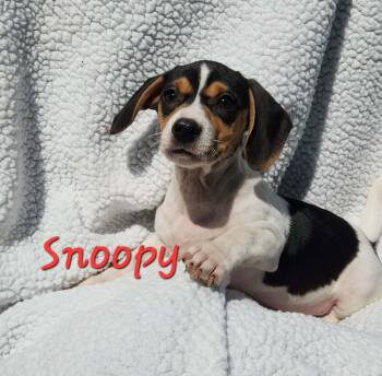 Chihuahua and Beagle Dogs Available for Adoption - Snoopy | PetCurious