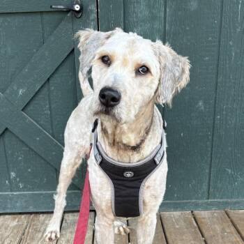 Semi -  Wheaten Terrier Dog for Adoption in Columbia, South Carolina - Semi | PetCurious
