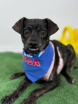 Richie-One of our Amazing Rescue Dogs -  Chihuahua and Pug Dog for Adoption in Carlsbad, California - Richie-One Of Our Amazing Rescue Dogs | PetCurious