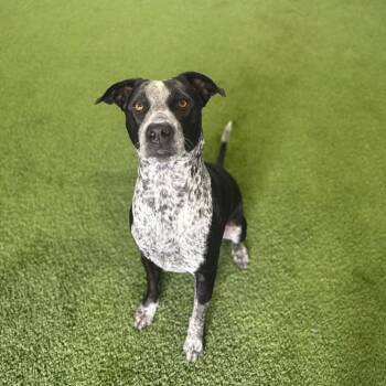 Nanny Nanami 3591 -  Cattle Dog and Black Labrador Retriever Dog for Adoption in Loxahatchee Groves, Florida - Nanny Nanami 3591 | PetCurious