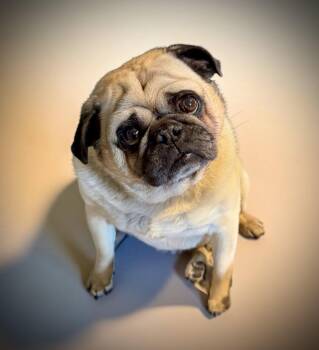 Pug Dogs Available for Adoption in Penrose, Colorado - Capone | PetCurious