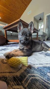 Leda -  German Shepherd Dog Dog for Adoption in Cambridge, Ontario - Leda | PetCurious