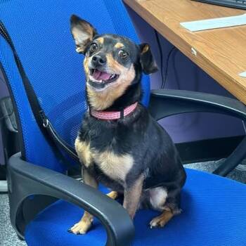Chihuahua Dogs Available for Adoption in Lenexa, Kansas - Barry | PetCurious