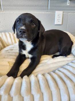 Mixed Breed Dogs Available for Adoption in Jackson, Tennessee - Bashful | PetCurious