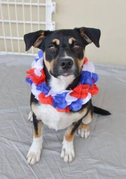 Betsy -  Shepherd Dog for Adoption in Mckinney, Texas - Betsy | PetCurious
