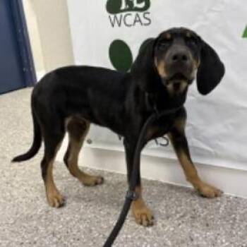 Bloodhound and Mixed Breed Dogs Available for Adoption in Pinellas Park, Florida - Sherlock | PetCurious