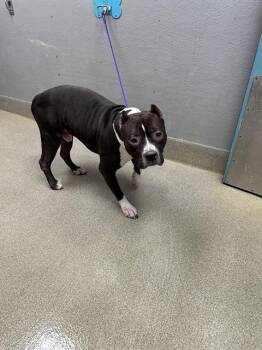 Pit Bull Terrier Dogs Available for Adoption - LUCHI | PetCurious