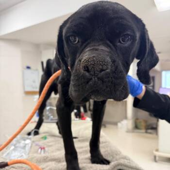 Ayce -  Mixed Breed Dog for Adoption in Indianapolis, Indiana - Ayce | PetCurious