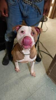Peanut Butter -  Mixed Breed Dog for Adoption in Albany, Georgia - Peanut Butter | PetCurious