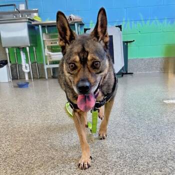 Dave -  Mixed Breed Dog for Adoption in Falls Church, Virginia - Dave | PetCurious