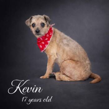 Mixed Breed Dogs Available for Adoption - Kevin | PetCurious