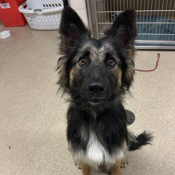 Guapo -  German Shepherd Dog and Mixed Breed Dog for Adoption in Bristol, Indiana - Guapo | PetCurious