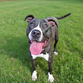 Denver -  American Staffordshire Terrier and Great Dane Dog for Adoption in San Antonio, Texas - Denver | PetCurious