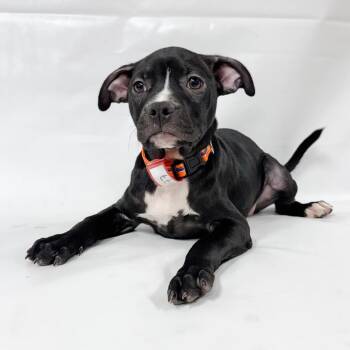 1077 (2026) Eleanor -  Mixed Breed Dog for Adoption in Parker, Colorado - 1077 (2026) Eleanor | PetCurious