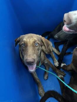 MAGGIIE -  Mixed Breed Dog for Adoption in Dallas, Texas - MAGGIIE | PetCurious