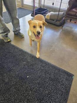 Rescue Labrador Retriever and Mixed Breed Dogs for Adoption in La Harpe, Kansas - `Carli` | PetCurious