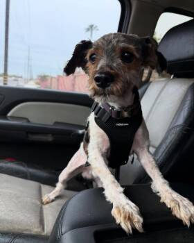 Rescue Poodle Dogs for Adoption in Visalia, California - Zack | PetCurious