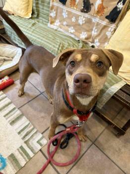 Rescue Rottweiler Dogs for Adoption in Delhi, New York - Dutch | PetCurious