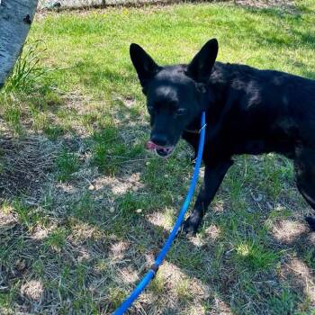 Buck -  Mixed Breed Dog Available for Adoption in Conway, New Hampshire - Buck | PetCurious