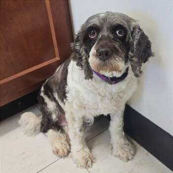 Cockapoo Dogs Available for Adoption in Milan, Illinois - Ava | PetCurious