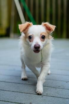 Todd -  Chihuahua Dog for Adoption in Morgantown, West Virginia - Todd | PetCurious
