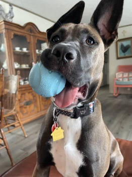 Rescue Australian Cattle Dog Blue Heeler and Mixed Breed Dogs for Adoption in Chattanooga, Tennessee - Molly | PetCurious