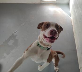 Rescue Mixed Breed Dogs for Adoption in Santa Fe, New Mexico - MILLIE | PetCurious