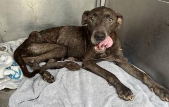 PENELOPE -  Pit Bull Terrier and Mixed Breed Dog for Adoption in Corpus Christi, Texas - PENELOPE | PetCurious