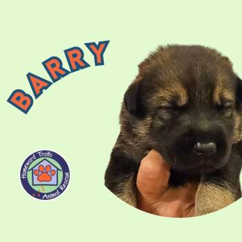 Cammie pup- Barry -  Hound and Mixed Breed Dog for Adoption in Fairfax Station, Virginia - Cammie Pup- Barry | PetCurious