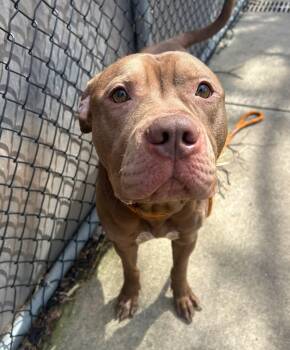 Pit Bull Terrier Dogs Available for Adoption in Chicago, Illinois - Taurus | PetCurious
