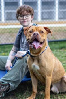 Pudsey - ADOPTED -  Mixed Breed Dog for Adoption in Chamblee, Georgia - Pudsey - ADOPTED | PetCurious