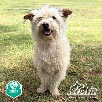 Skye Terrier Dogs Available for Adoption in Irvine, California - MILO | PetCurious