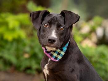 Mae Mae -  Labrador Retriever and Pit Bull Terrier Dog for Adoption in Portland, Oregon - Mae Mae | PetCurious