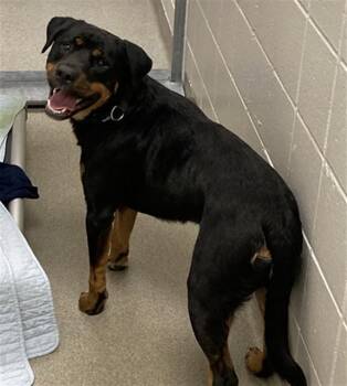 Rottweiler and Mixed Breed Dogs Available for Adoption - BABY CHIEF | PetCurious