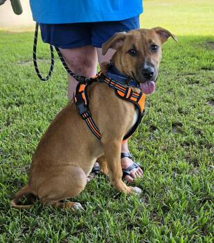 Maxwell -  Hound and Labrador Retriever Dog for Adoption in Ocean Springs, Mississippi - Maxwell | PetCurious