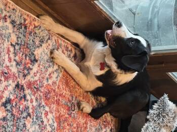Border Collie Dogs Available for Adoption - Gravy  | PetCurious