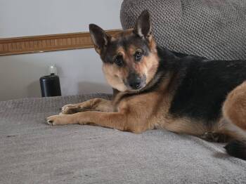 Bea - COURTESY POST -  German Shepherd Dog Dog for Adoption in Clayton, North Carolina - Bea - COURTESY POST | PetCurious