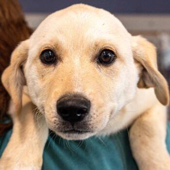 Mixed Breed Dogs Available for Adoption - Zoro *Avail Tues 3/17* | PetCurious