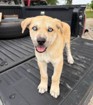 Yellow Labrador Retriever and German Shepherd Dog Dogs Available for Adoption in Evergreen, Colorado - Tre Drooly | PetCurious