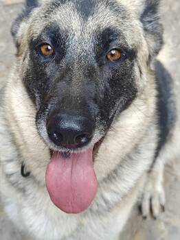Heidi Nichole -  German Shepherd Dog Dog for Adoption in Greeneville, Tennessee - Heidi Nichole | PetCurious