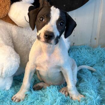 Linette - Adoption fee 150 -  Coonhound and Labrador Retriever Dog for Adoption in Atlanta, Texas - Linette - Adoption Fee 150 | PetCurious