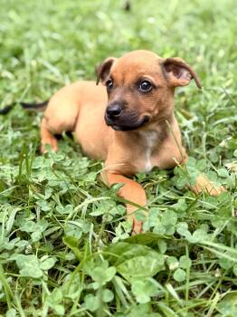 Harlow -  Chihuahua and Terrier Dog for Adoption in Gradyville, Kentucky - Harlow | PetCurious