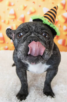 Rescue French Bulldog Dogs for Adoption in Mesa, Arizona - Cookie | PetCurious