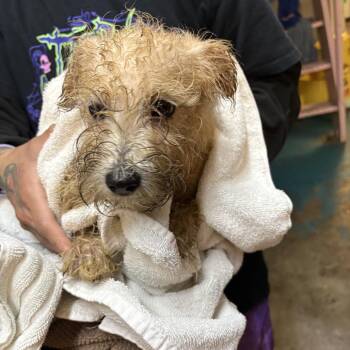 Terrier and Poodle Dogs Available for Adoption - Kampong Glam | PetCurious