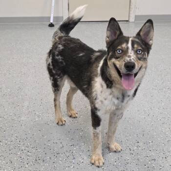 Maverick -  Australian Cattle Dog Blue Heeler and Husky Dog for Adoption in Yankton, South Dakota - Maverick | PetCurious